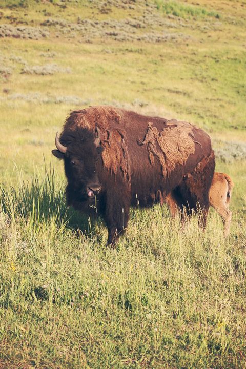 Yellowstone - Bison & Baby - shellyQ photography & art