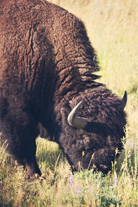 Yellowstone National Park - Bison - shellyQ photography & art