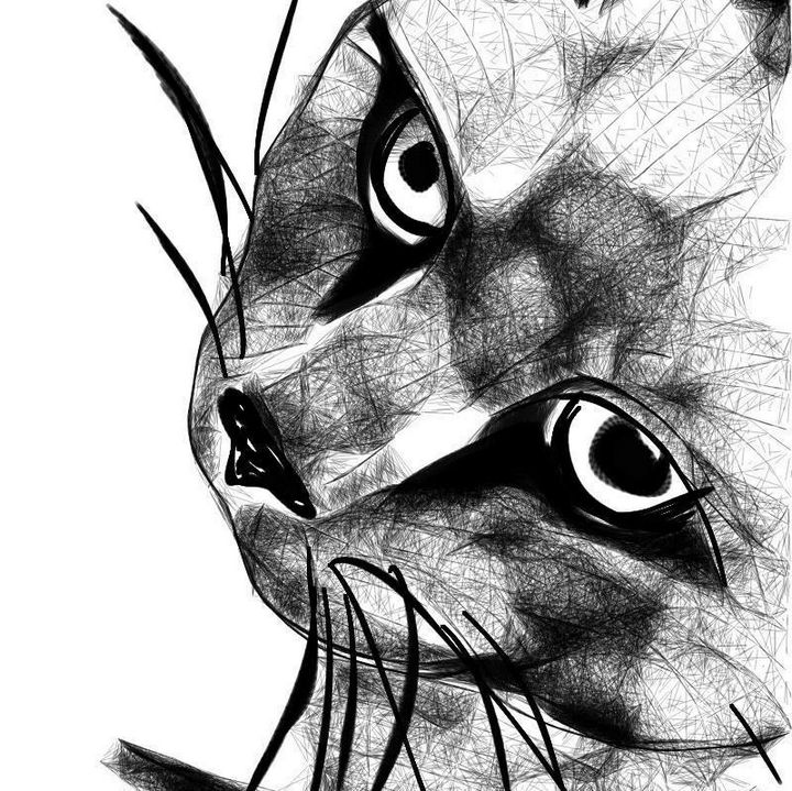 Cat view - Manda Lee