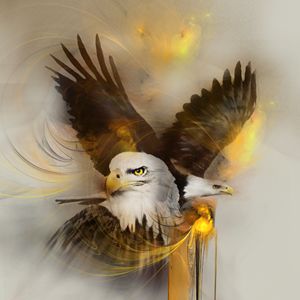 Eagles eagle animal
