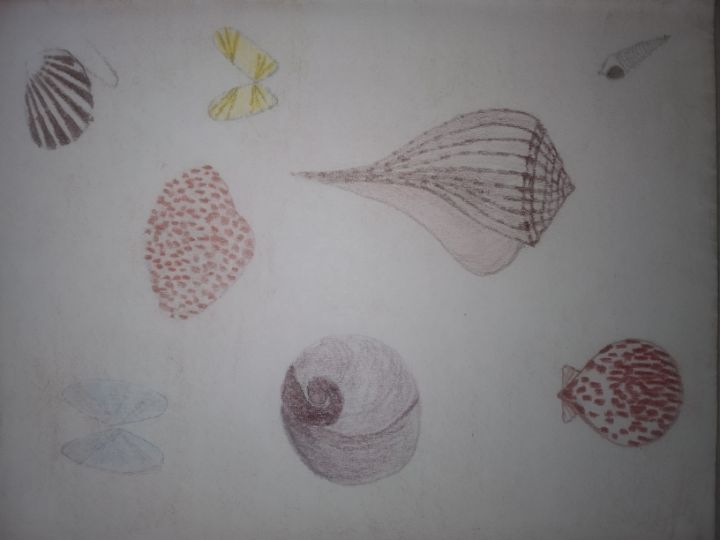 pencil drawings of seashells