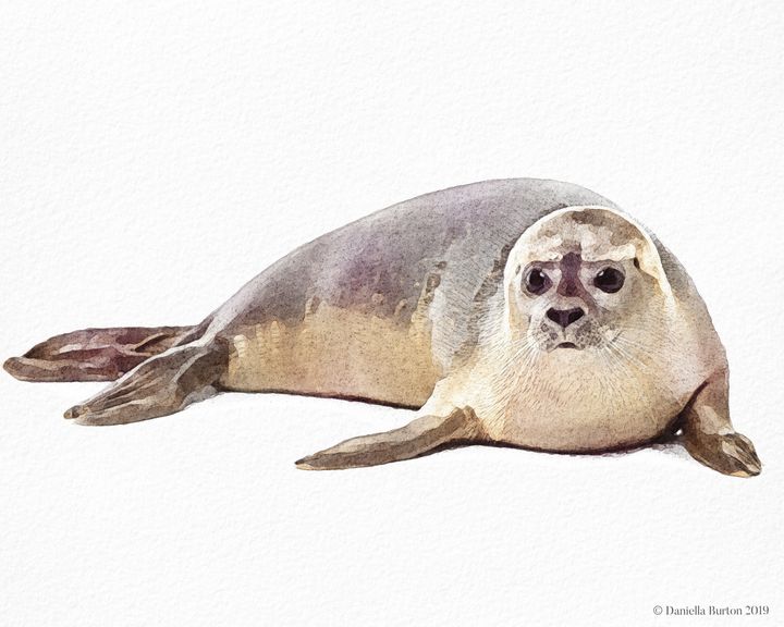 Common Seal Watercolour - Plum & Berry Designs