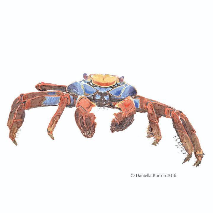 Sally Lightfoot Crab - Plum & Berry Designs