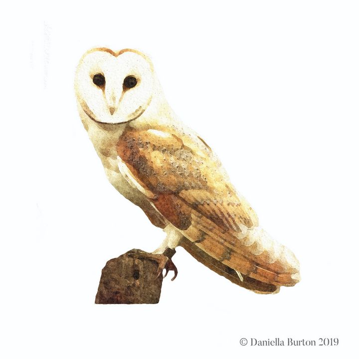Barn Owl Watercolour Illustration - Plum & Berry Designs