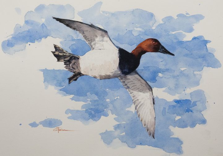 Canvasback - GPearson Art - Paintings & Prints, Animals, Birds, & Fish ...