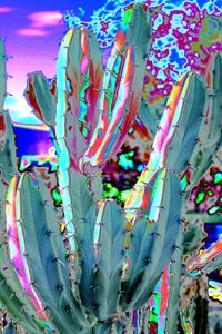 Blue Flame Cactus Abstract - M Diane Bonaparte