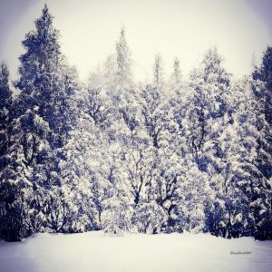 ~Snowy Wilderness~ - GhostBuck420