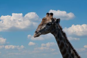 Giraffe with sky in the background