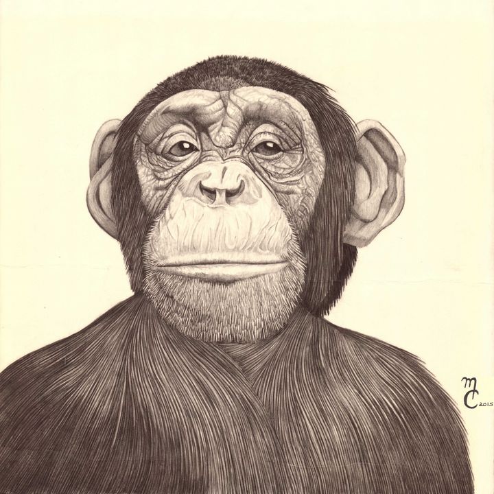 chimpanzé - Creed