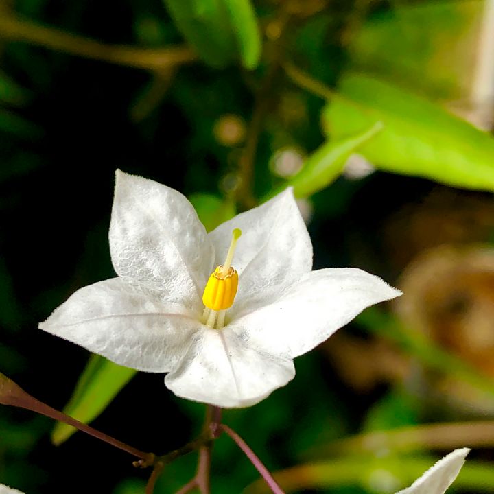 White Flower Macro - Eileen Santiago