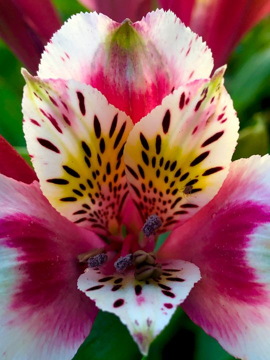 Spring Flower Macro - Eileen Santiago