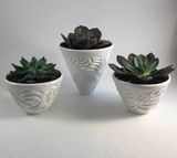 Succulent Pots