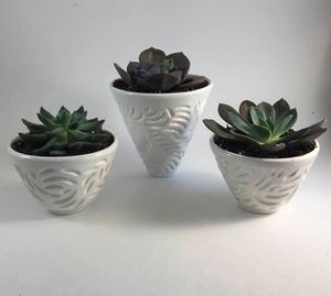 White Earthenware succulent pots - Tama Roberts Art