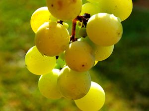 The Grapes of Carolina