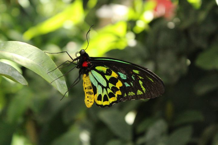 Queen Alexandra's Birdwing - Arbitrary Ginger Photography - Photography 