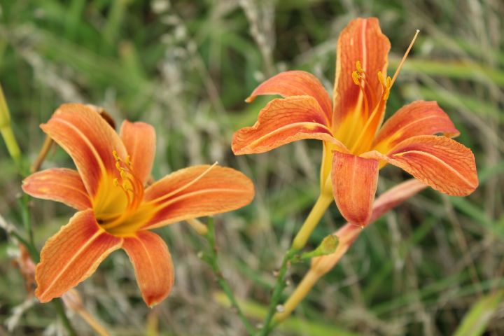 Wild Tiger Lily Duo - Arbitrary Ginger Photography - Photography, Flowers,  Plants, & Trees, Flowers, Flowers I-Z, Lilies, Tiger Lilies - ArtPal