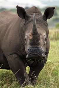 White Rhino - Seeking Venture Gallery