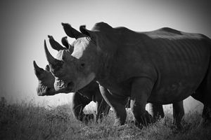 White Rhino II - Seeking Venture Gallery