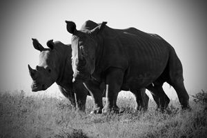 White Rhinos - Seeking Venture Gallery