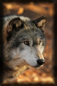 Wolf Look - Seeking Venture Gallery