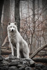Wolf Pose II - Seeking Venture Gallery
