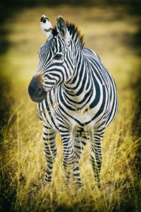 Zebra - Seeking Venture Gallery