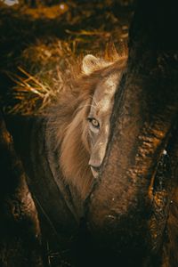 Hidden Lion