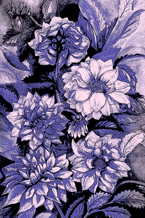 Chrysanthemums in violet - Julia Gogol Art