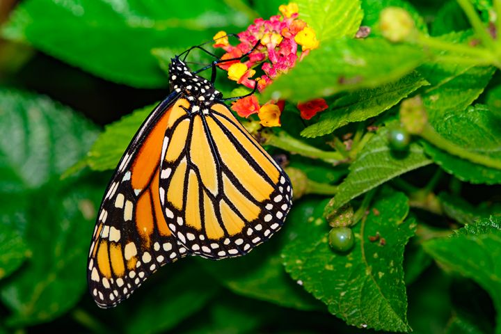 Monarch Butterfly (Danaus plexippus) - Jarrett Art - Photography ...