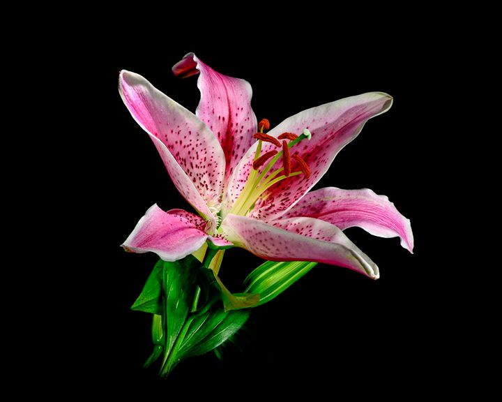 Nature's Art -- A Vibrant, Pink Lily - Jarrett Art - Photography ...