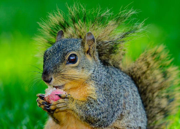 Closeup of squirrel eating a radish Jarrett Art Photography