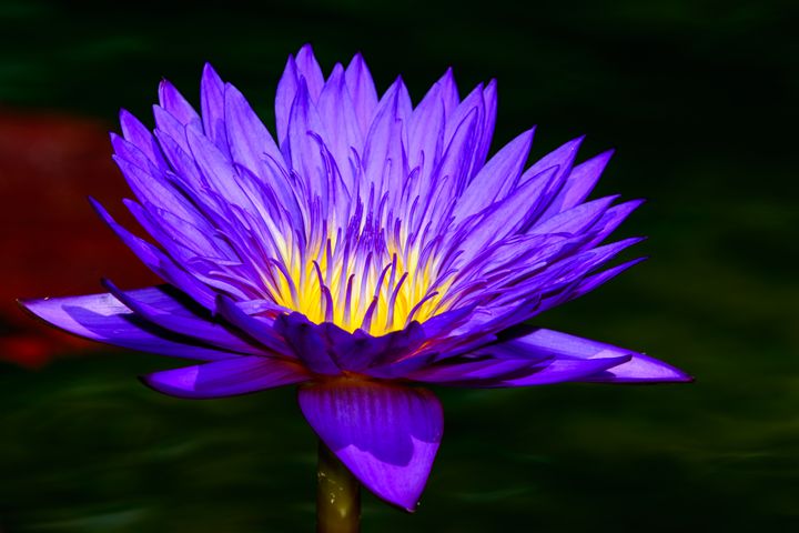 Water Lily Sunrise Glow - Jarrett Art - Photography, Flowers, Plants ...