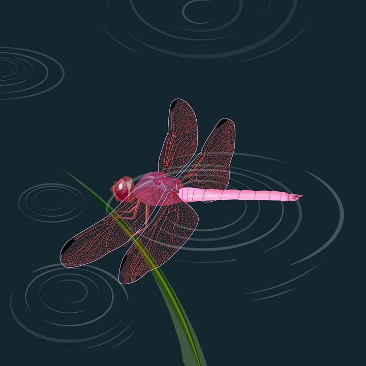 Pink Dragonfly - AhGem!