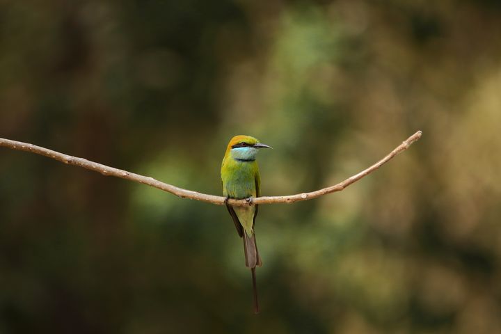 Green bee-eater bird sat on tree - kishansri