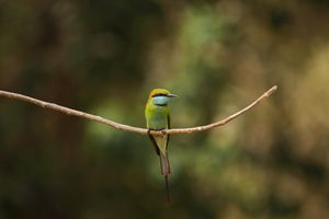 Green bee-eater bird sat on tree