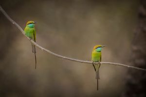 two Green beeeater birds sat on tree
