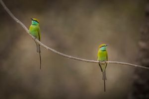 two Green beeeater birds sat on tree