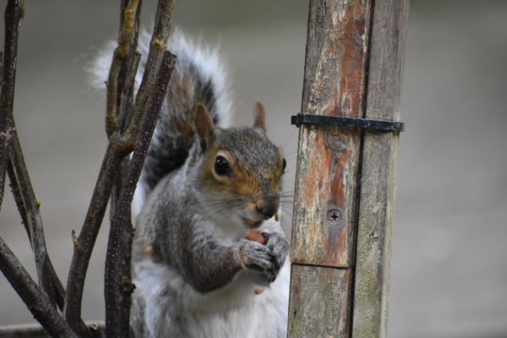 Peanut snacking Squirrel - The Artful Rambler