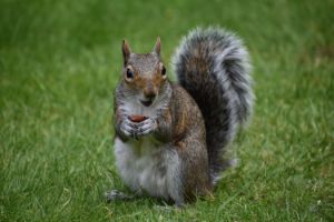 Grey Squirrel with peanut snack - The Artful Rambler
