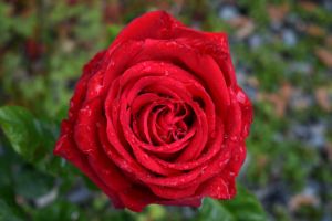 Beautiful red rose with rain drops - The Artful Rambler