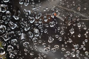 Raindrops caught in a spiders web - The Artful Rambler