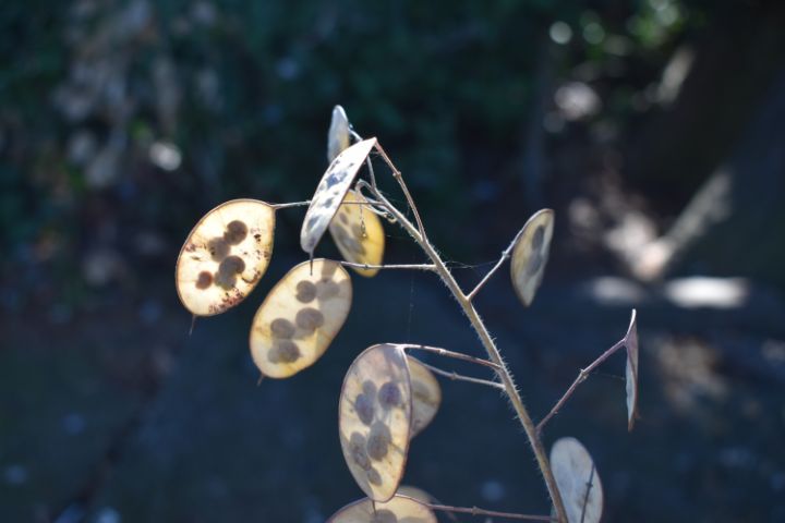 Honesty seeds captured by sunlight - The Artful Rambler