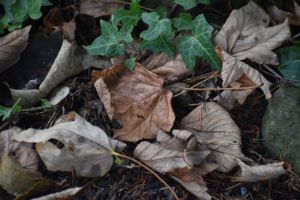 Healthy Ivy and fallen autumn leaves