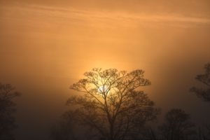 Golden sunrise - The Artful Rambler