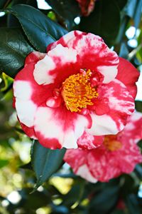Camellia Love