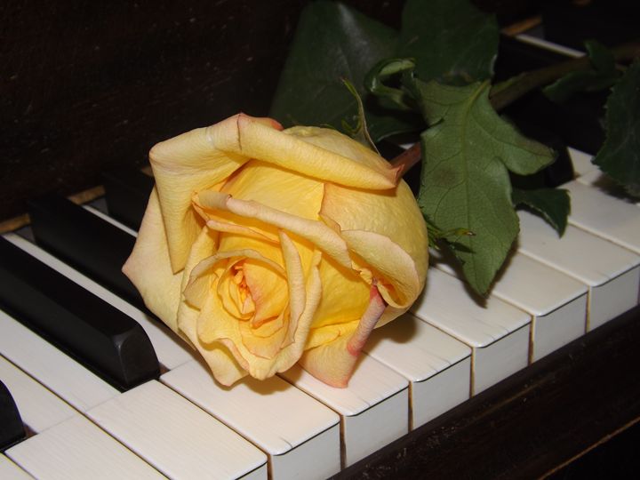 A Song From A Rose - Lorna Kay