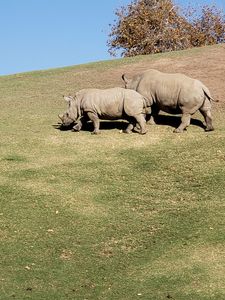 Mother Rhino with her child