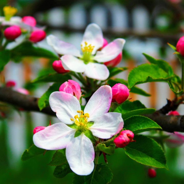 Apple blossom - SCC