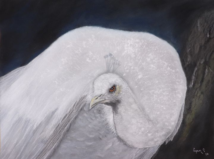 White Peacock - DREAMZ-ART