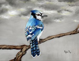 Blue Jay Colored Pencil Drawing